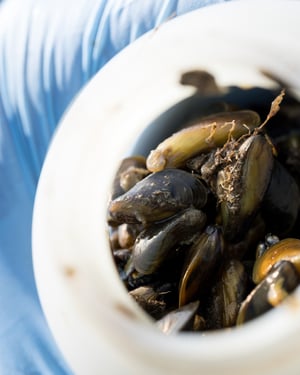 2024_11_14_XM_0709_Golden_Mussels_ONeill_mobile